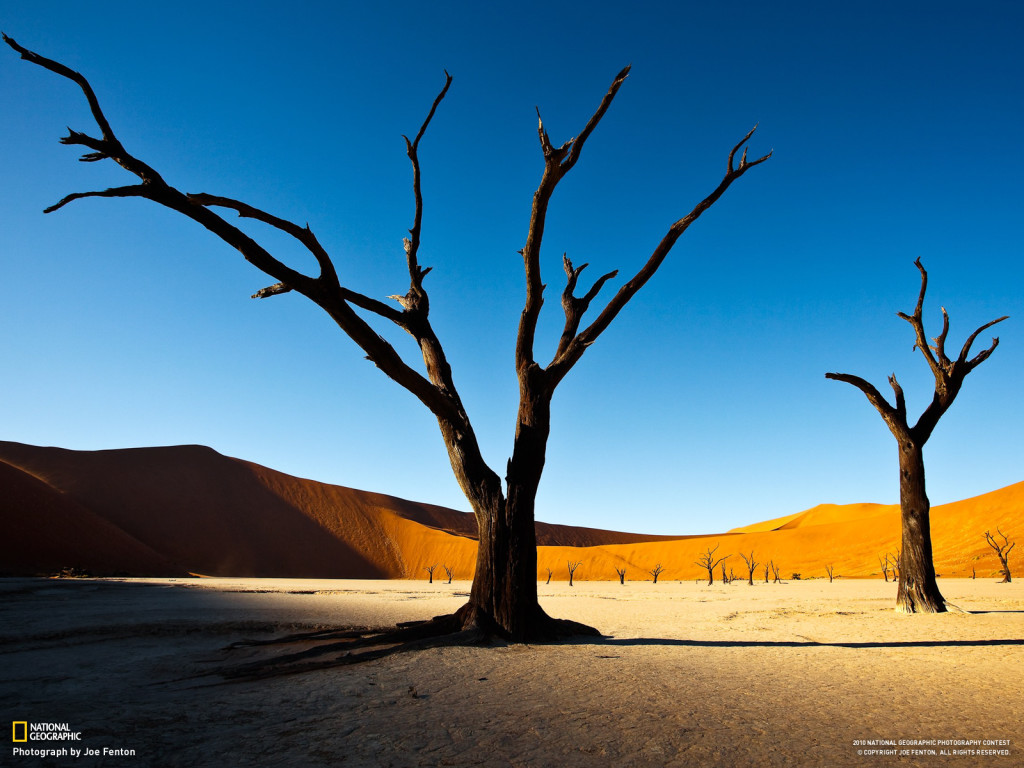 alone tree national geographic adventure