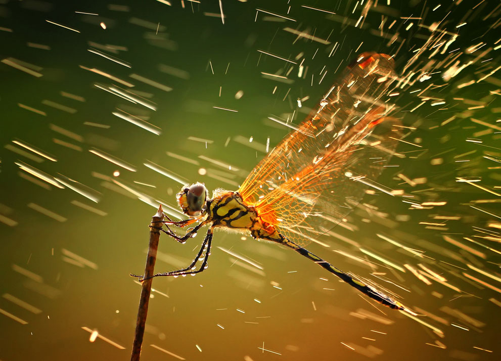 National-Geographic-Photo-Contest-Winners-01