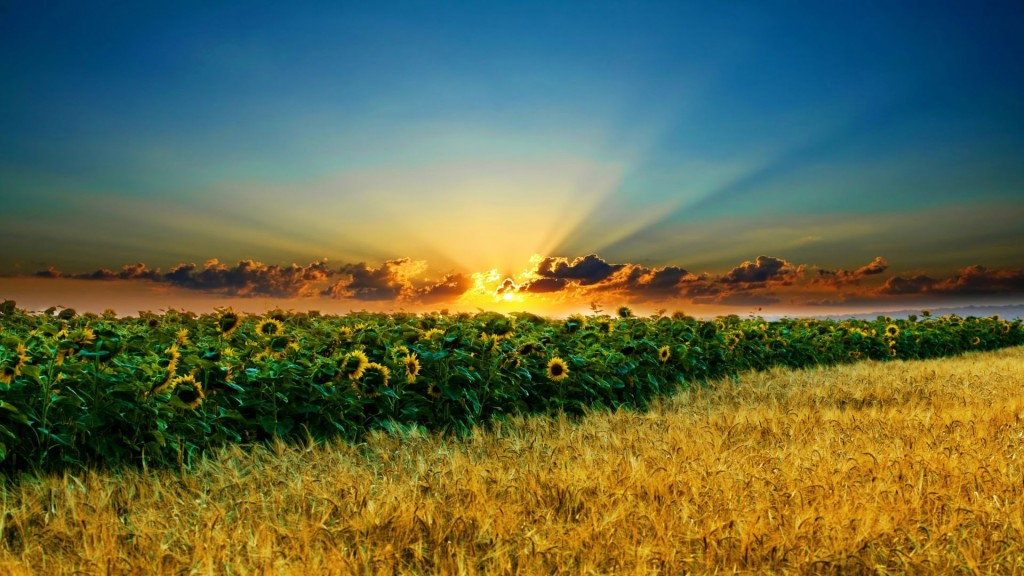 tramonto_girasoli_e_grano